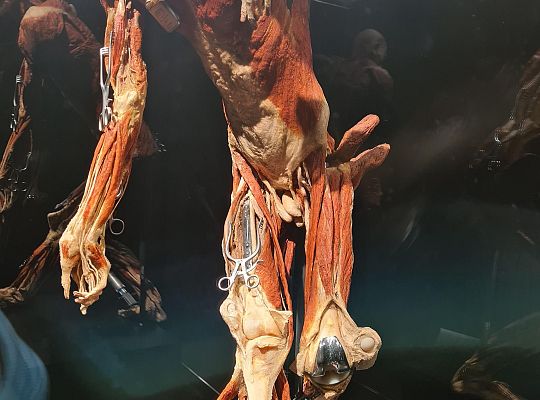Trip to Body Worlds exhibition