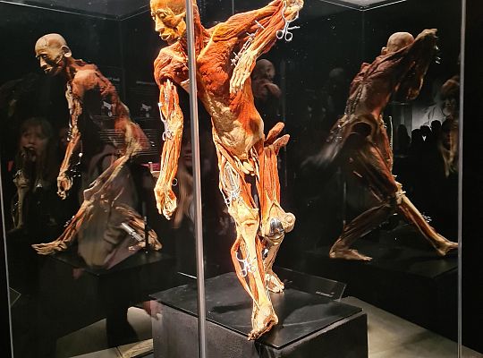 Trip to Body Worlds exhibition