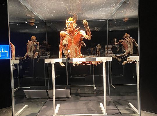 Trip to Body Worlds exhibition
