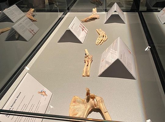 Trip to Body Worlds exhibition