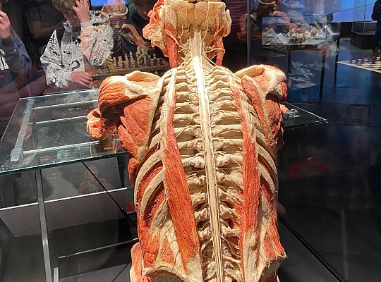 Trip to Body Worlds exhibition