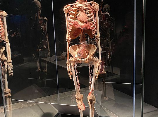 Trip to Body Worlds exhibition