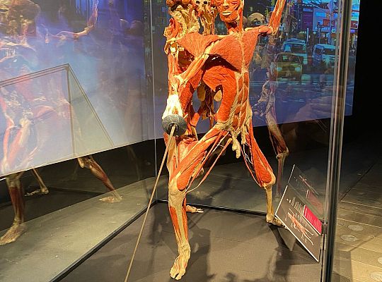 Trip to Body Worlds exhibition