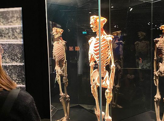 Trip to Body Worlds exhibition