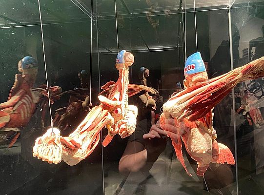 Trip to Body Worlds exhibition