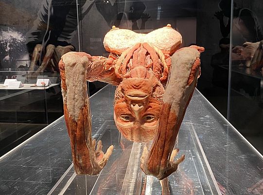 Trip to Body Worlds exhibition