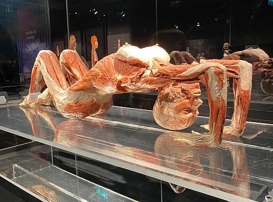 Trip to Body Worlds exhibition