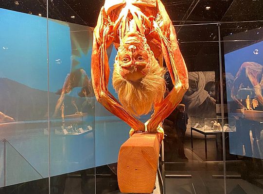 Trip to Body Worlds exhibition