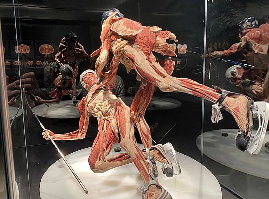 Trip to Body Worlds exhibition
