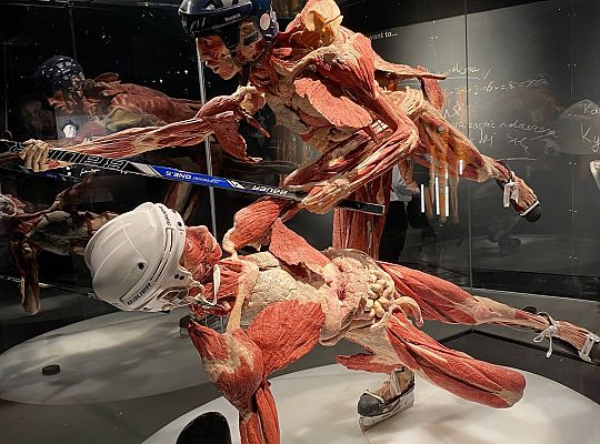 Trip to Body Worlds exhibition