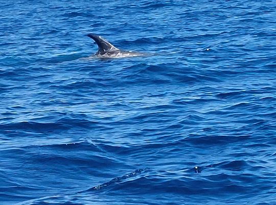 Erasmus+ na Azorach-Terceira, Portugalia